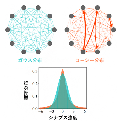 神経ネットワークの模式図とシナプス強度の確率分布の図