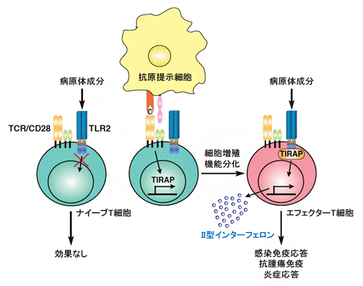 T細胞の病原体センサーToll様受容体2（TLR2）がT細胞を活性化するメカニズムの図