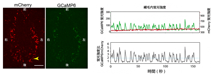 ノード不動繊毛での蛍光タンパク質発現による、細胞内カルシウム濃度変化の可視化の図