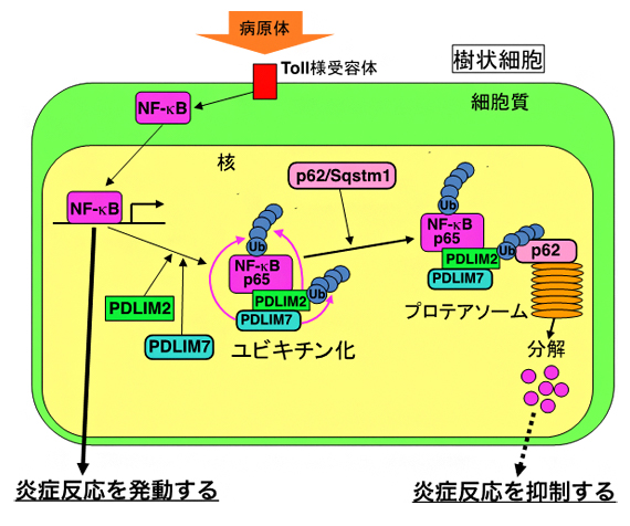 PDLIM7、PDLIM2およびp62/Sqstm1による炎症反応制御機構の図