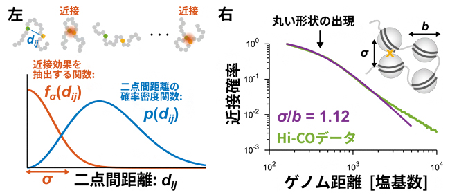Hi-C実験の高分子モデル化とHi-COデータ解析の図
