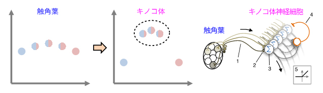 「匂いオブジェクト」を生み出すキノコ体での情報処理とそれを説明する数理モデルの図