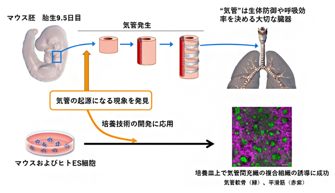 気管の起源になる現象の発見から、培養皿状での気管組織の作出への図