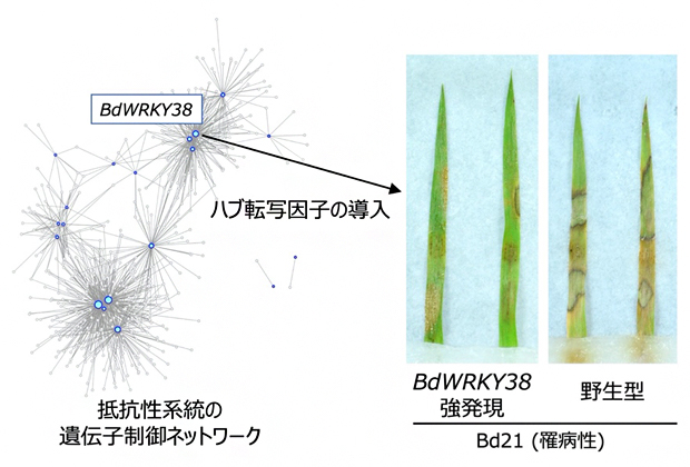 BdWRKY38遺伝子を強発現する罹病性植物の紋枯病抵抗性の図