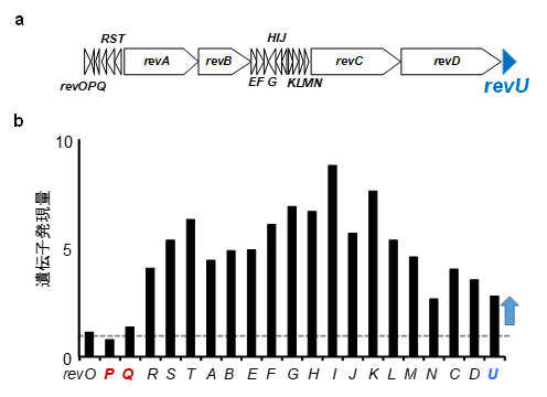 BR-1によるRM-A生合成遺伝子クラスターの発現増強の図