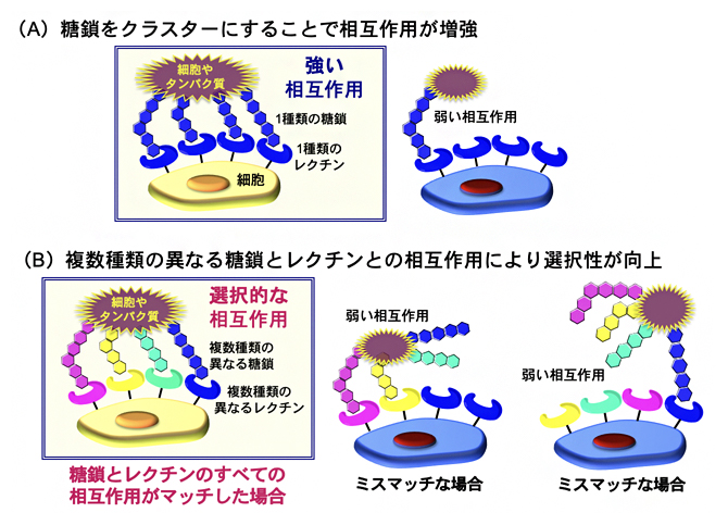 糖鎖の「パターン認識」による細胞の認識の図