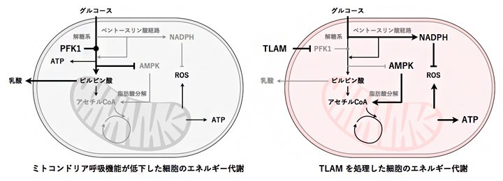 TLAM によるエネルギー代謝変換の図