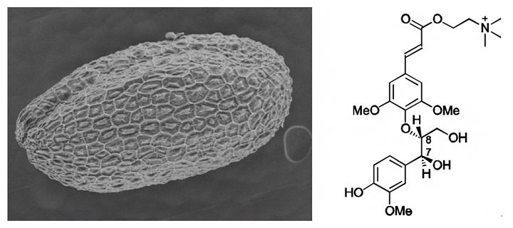 シロイヌナズナの種子の走査電子顕微鏡写真（左）と本研究で決定したネオリグナンの構造（右）の図