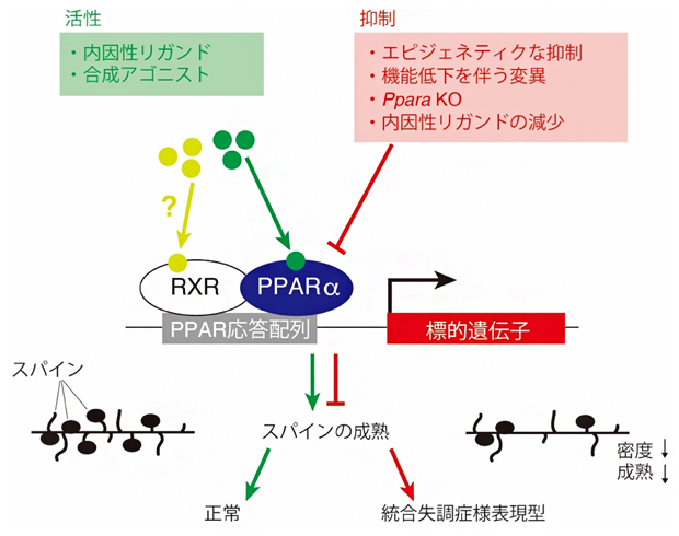 PPARαの機能不全が関わる統合失調症の病態形成の図