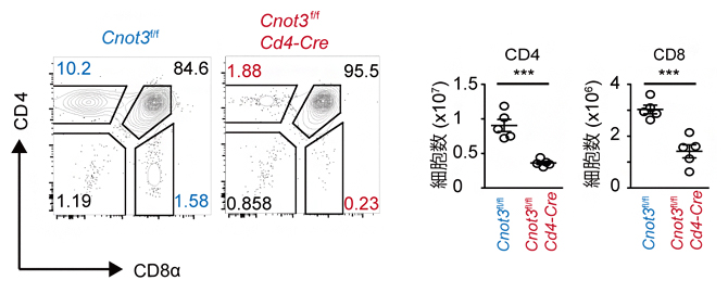 T細胞特異的なCNOT3欠損マウス胸腺のフローサイトメーター解析の図