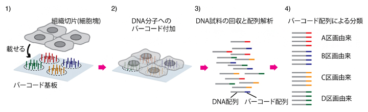 次世代シーケンサーを活用する従来の遺伝子空間分布解析の図