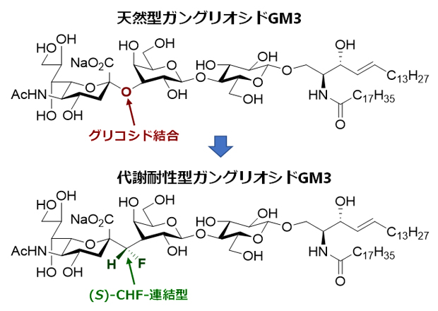 開発したガングリオシドGM3の(S)-CHF連結型アナログの構造式の図