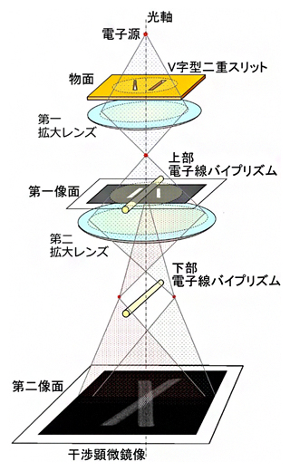 伝搬距離ゼロでの二重スリットによる電子波干渉実験の光学系の図