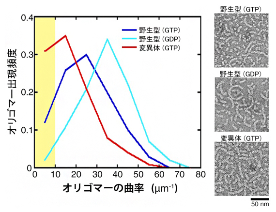チューブリンオリゴマーの曲率（左）と電子顕微鏡画像（右）の図