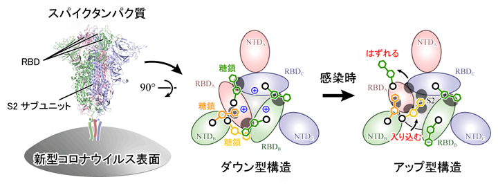 新型コロナウイルス表面に存在するスパイクタンパク質の構造変化機構の図