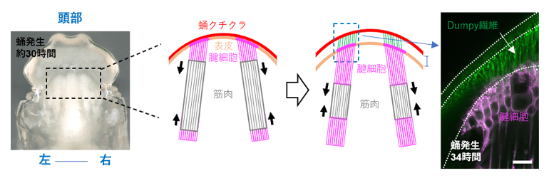間接飛翔筋に接続する腱構造の発達の図