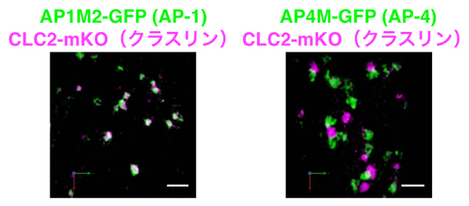 被覆タンパク質 APとクラスリンの局在関係の図