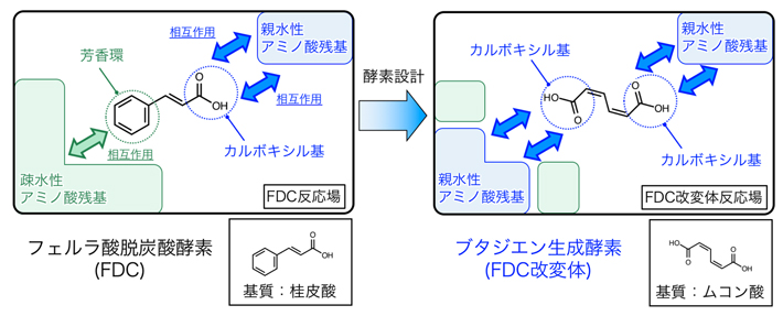 ブタジエン生成酵素のための酵素デザインの図