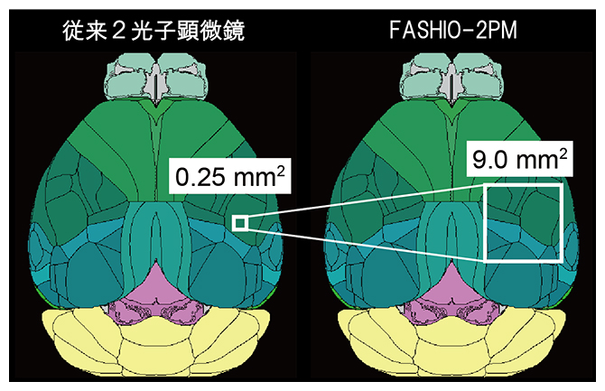 マウス脳における従来の2光子顕微鏡とFASHIO-2PMで観察できる視野の比較の図