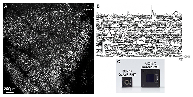 FASHIO-2PMによって観測されたマウス大脳皮質5層の神経細胞の図