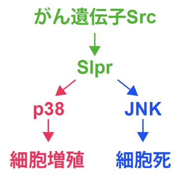 がん遺伝子Srcによる並列モデルの図