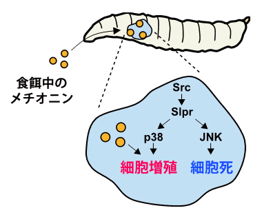 食餌中のメチオニンによるSrcによって駆動される細胞増殖の制御の図