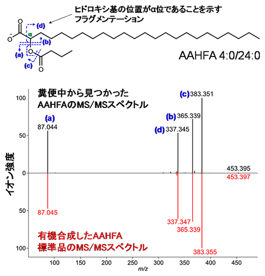 新しい腸内細菌脂質AAHFAのMS/MSスペクトルと分子構造の図