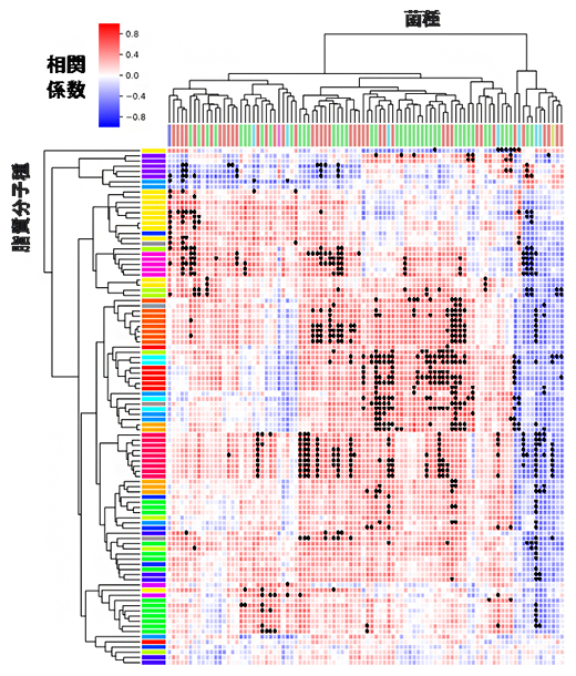 腸内細菌依存性を示す脂質分子種と菌種の相関の図