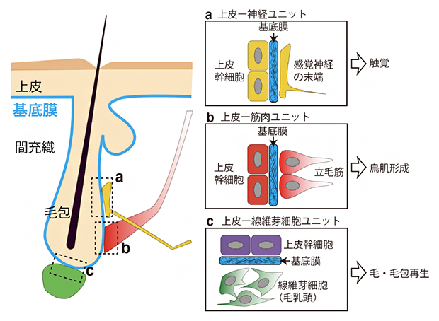基底膜が異なる組織の間のインターフェースを形成の図