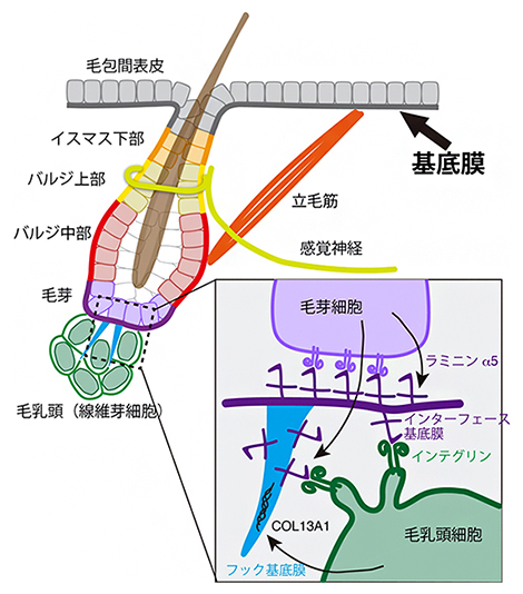 基底膜による多様な組織間インターフェースの形成の図