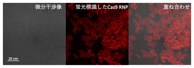 CPP-PICsomeに内包したCas9 リボヌククレオタンパク質（RNP）の細胞内局在の図