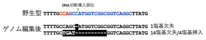Cas9リボヌクレオタンパク質を導入したカルスに見られたゲノム編集の図