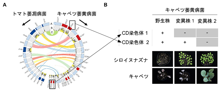 キャベツ萎黄病菌のCD染色体の特定の図
