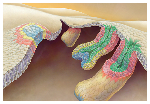 毛包幹細胞の発生起源と新たな毛包発生モデル「テレスコープモデル」の図