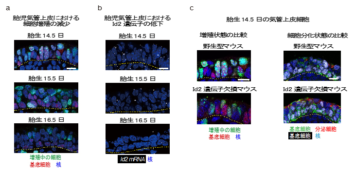 マウス気管上皮細胞における細胞増殖とId2遺伝子の関係の図