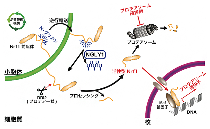 細胞内における酵素NGLY1の生理機能の図