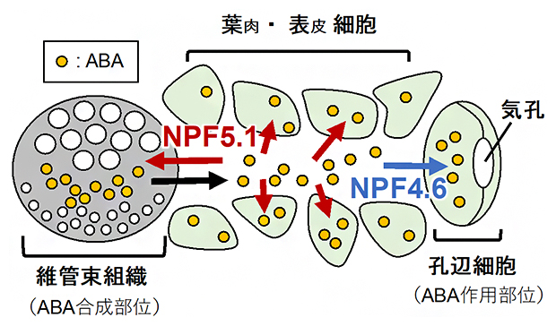 NPF4.6およびNPF5.1によるABA輸送の制御モデルの図