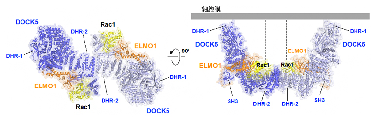 細胞運動におけるELMO1-DOCK5複合体によるRac1の活性化の図