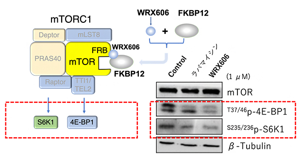 WRX606のmTORC1阻害効果の図