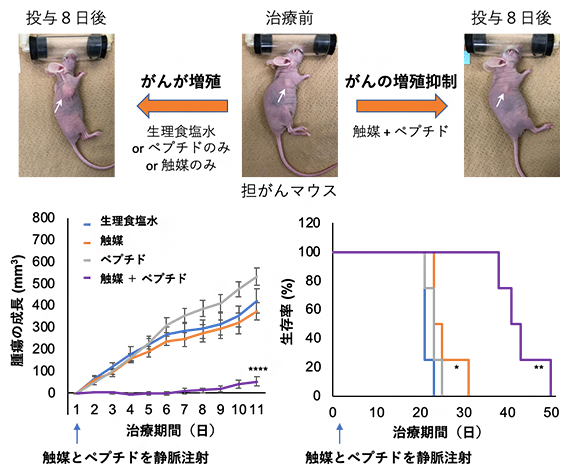がん移植マウスへの1回投与によるがん治療実験の図