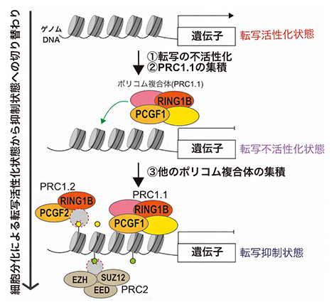 本研究で明らかにしたポリコム複合体PRC1.1による転写抑制状態形成の概要の図