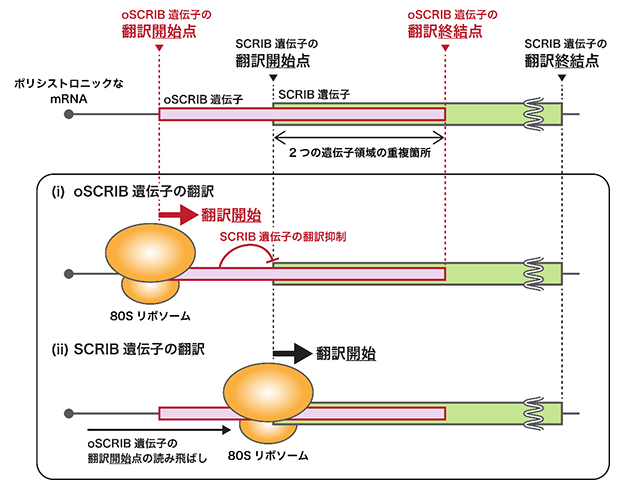 oSCRIB遺伝子によるSCRIB遺伝子の発現制御モデルの図
