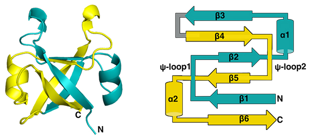 DPBB構造が持つ内部対称性の図