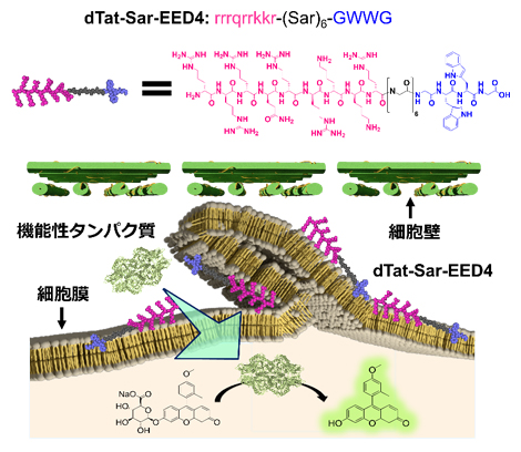 新奇な細胞内取り込み機構を誘起する人工膜透過ペプチド（dTat-Sar-EED4）を用いた植物細胞への機能性タンパク質の導入の図