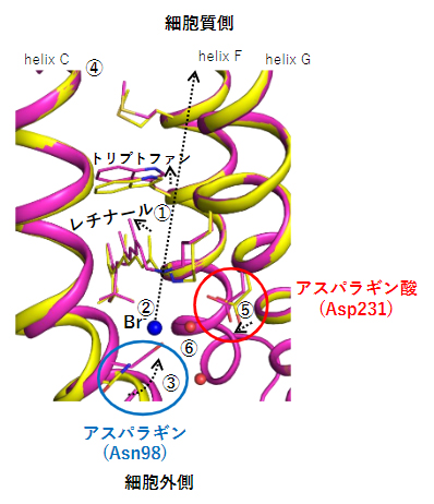 時分割結晶構造解析が捉えた臭化物イオンに対するNM-R3のレチナール周辺構造の変化の図