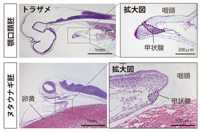顎口類とヌタウナギの甲状腺の初期発生の図