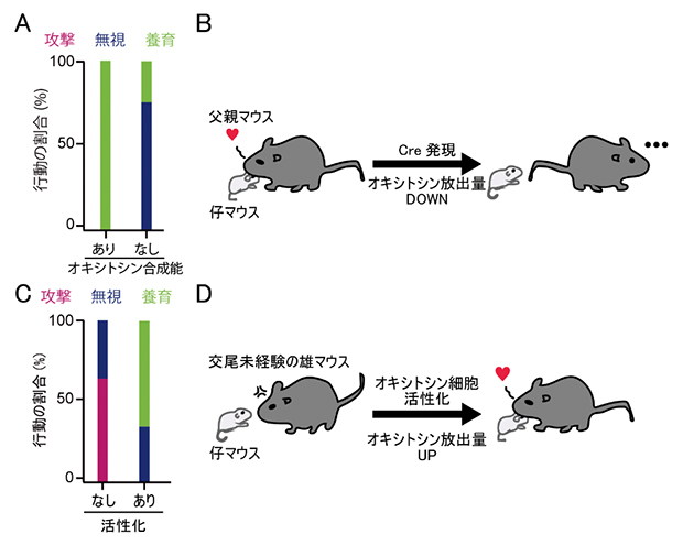 父親マウスと交尾未経験の雄マウスにおけるオキシトシンの効果の図