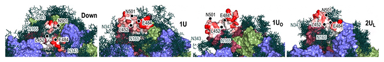 スパイクタンパク質・糖鎖・抗体の相互作用の図