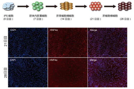 ヒトiPS細胞から肝細胞様細胞への分化誘導の図