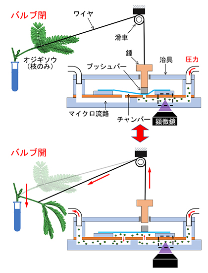オジギソウ駆動型バルブの構造と流れ制御の原理の図